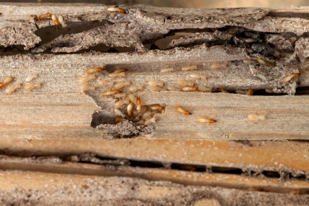Best Ant Control Services  in Trenton, OH